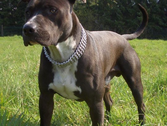 Amstaff pogryzł mężczyznę na Osiedlu Piaski. Policja i Powiatowy Inspektorat Weterynarii w Nowym Dworze Mazowieckim bada sprawę ataku amstaffa
