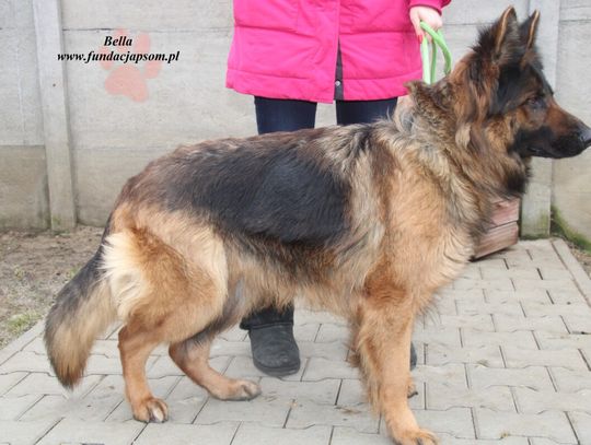 BELLA - Nie kupuj, adoptuj!