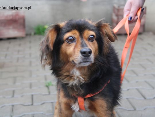 BENJI - Nie kupuj, adoptuj!