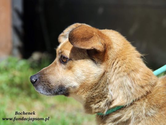 BOCHENEK - Nie kupuj, adoptuj!