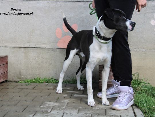 BOSTON - Nie kupuj, adoptuj!