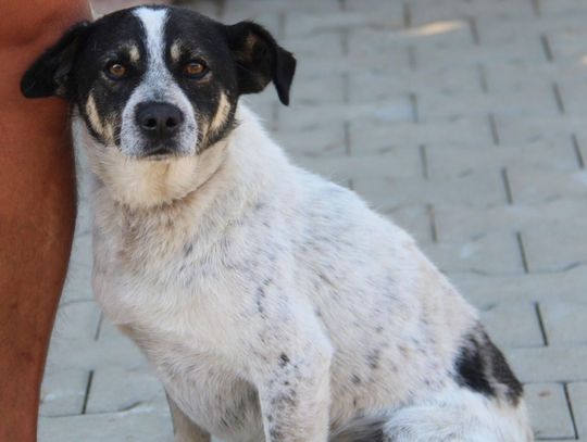 BRANDO - Nie kupuj, adoptuj!