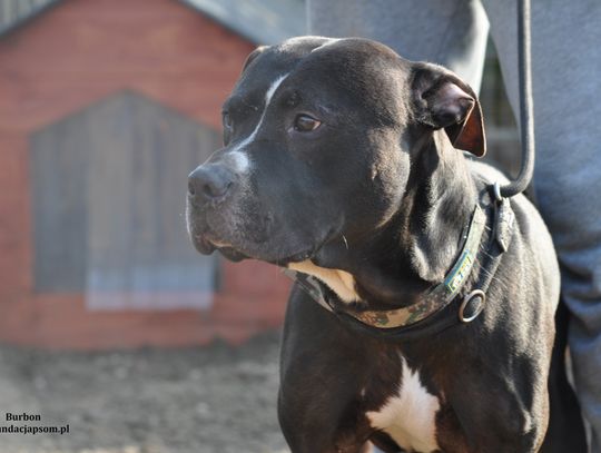 BURBON – Nie kupuj, adoptuj!