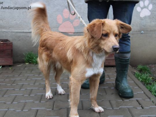 CHEES - Nie kupuj, adoptuj!