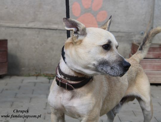 CHRUPEK - Nie kupuj, adoptuj!