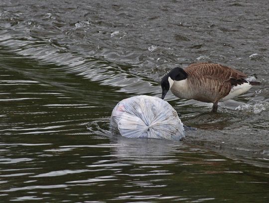 Co tydzień zjadamy nawet 5 gramów mikroplastiku