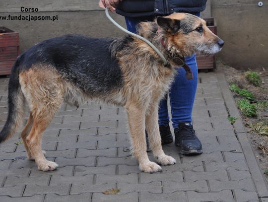 CORSO - Nie kupuj, adoptuj!