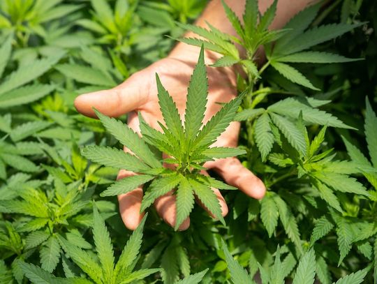 Czym jest kannabidiol (CBD) i jak wpływa na organizm człowieka?
