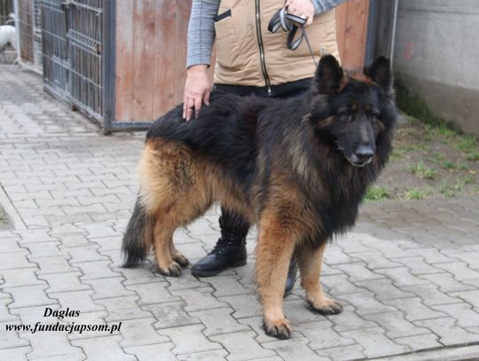 DAGLAS - Nie kupuj, adoptuj!