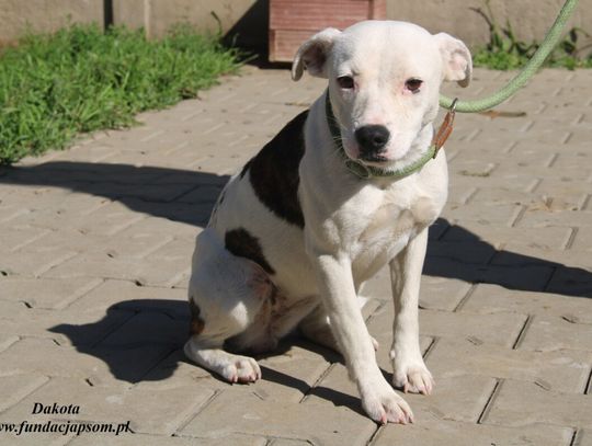 DAKOTA - Nie kupuj, adoptuj!