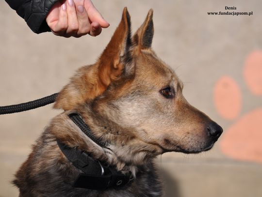 DENIS – Nie kupuj, adoptuj!