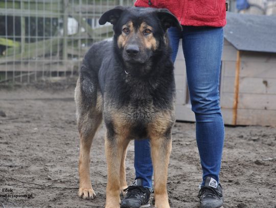 EDEK – Nie kupuj, adoptuj!
