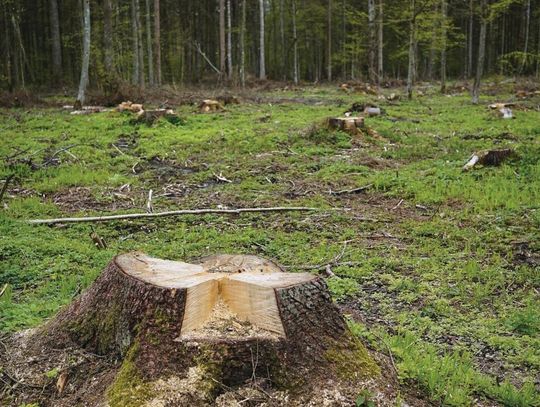 EKOLOGIA. Koniec cięć w Puszczy Białowieskiej!