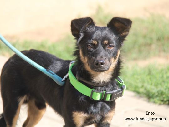 ENZO - Nie kupuj, adoptuj!