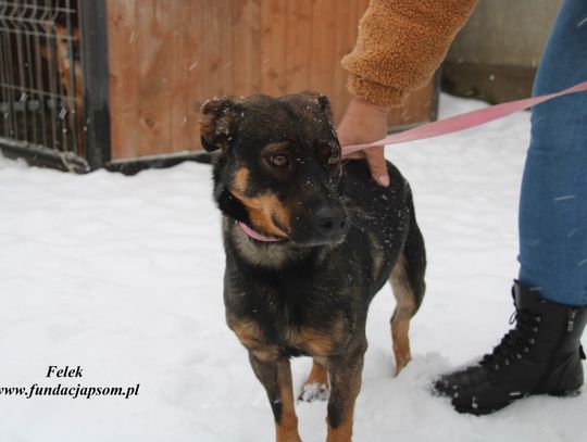 FELEK - Nie kupuj, adoptuj!