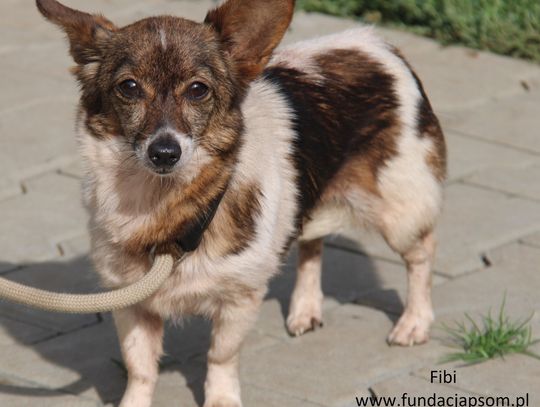 FIBI  - Nie kupuj, adoptuj!