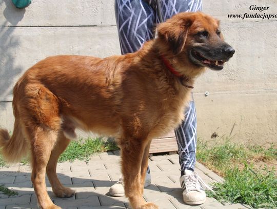 GINGER - Nie kupuj, adoptuj!