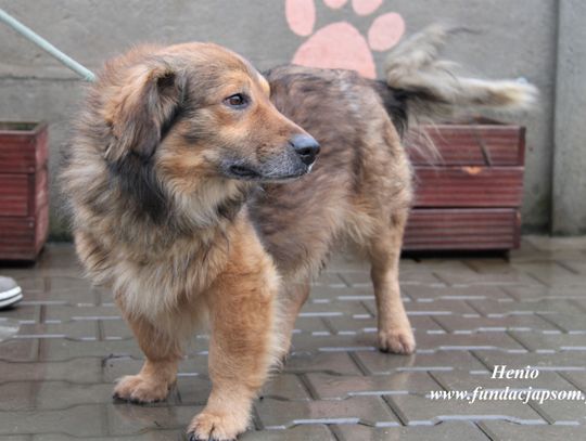 HENIO - Nie kupuj, adoptuj!