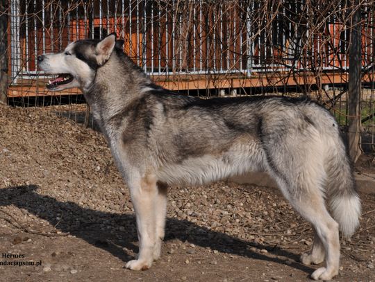 HERMES – Nie kupuj, adoptuj!