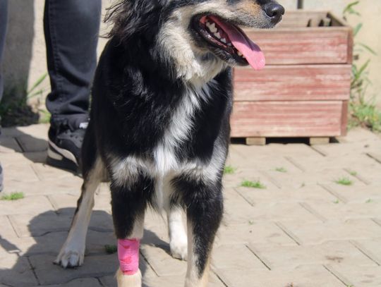 IKARIA - Nie kupuj, adoptuj!