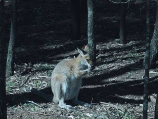 JABŁONNA. Kangur wyskoczył na spacer