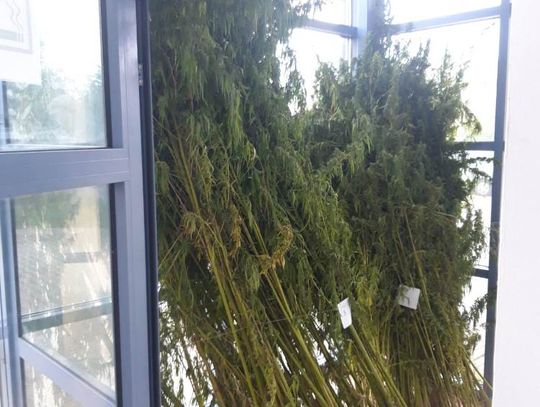 JABŁONNA. Nielegalna plantacja marihuany