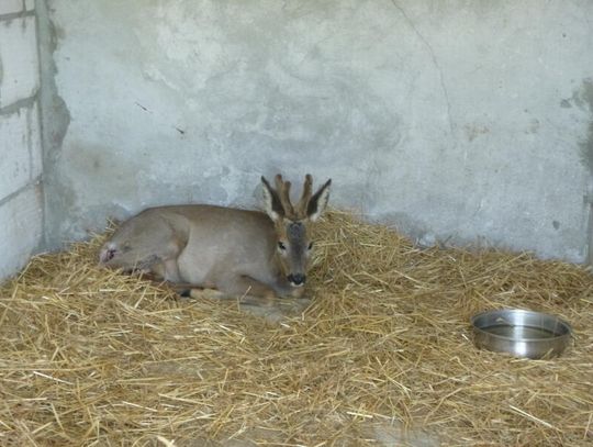JABŁONNA. Sarna o włos od śmierci