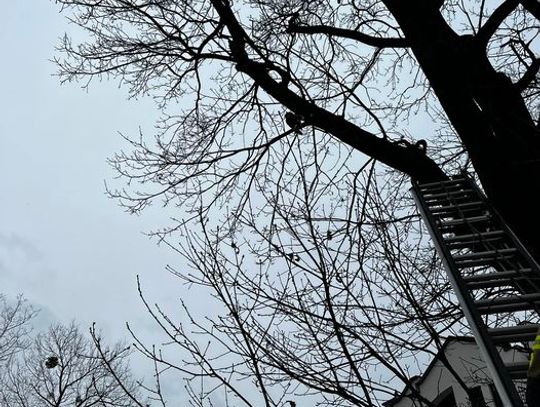 JABŁONNA. Strażacy uratowali zaplątanego ptaka
