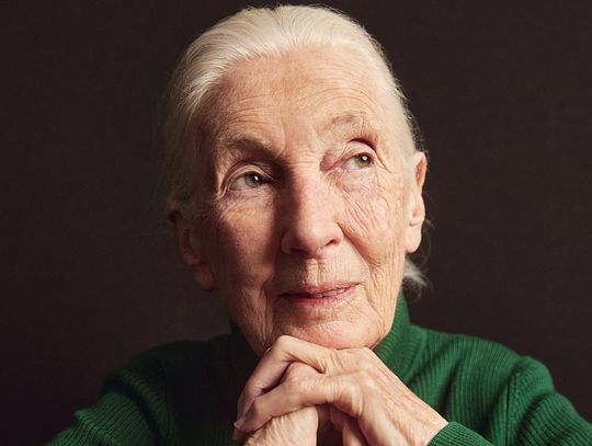 Jane Goodall zmieniła sposób, w jaki patrzymy na świat zwierząt