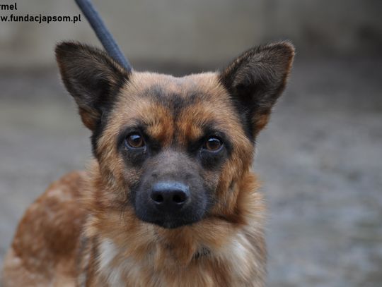 KARMEL - Nie kupuj, adoptuj!