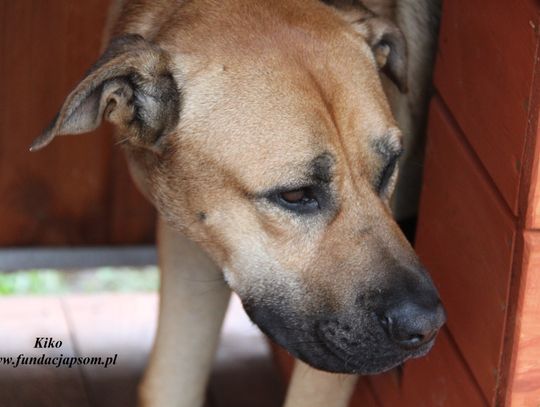 KIKO - Nie kupuj, adoptuj!