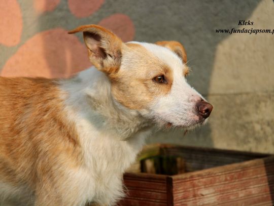 KLEKS - Nie kupuj, adoptuj!