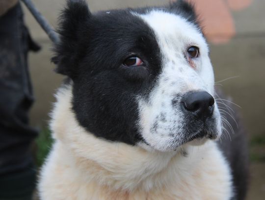 KODA - Nie kupuj, adoptuj!