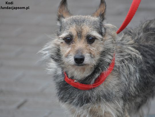 KODI - Nie kupuj, adoptuj!