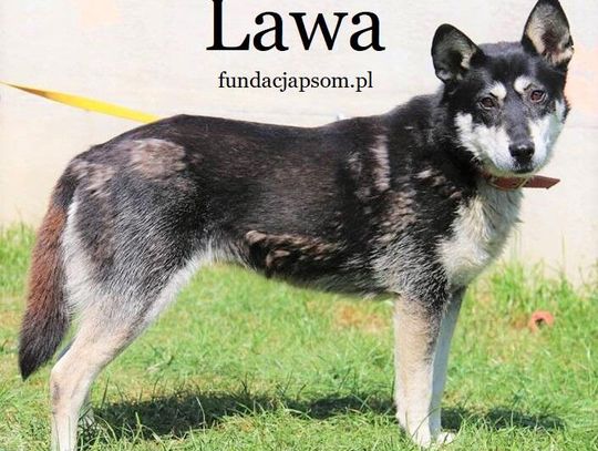 LAWA – Nie kupuj – Adoptuj!