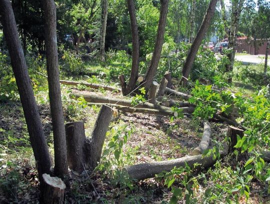 LEGIONOWO. 33 tys. zł grzywny za wycinkę przy ul. Kozietulskiego