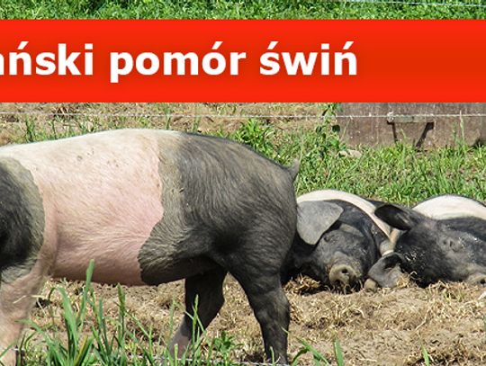 LEGIONOWO. Afrykański Pomór Świń w Legionowie. Zebrał się sztab kryzysowy