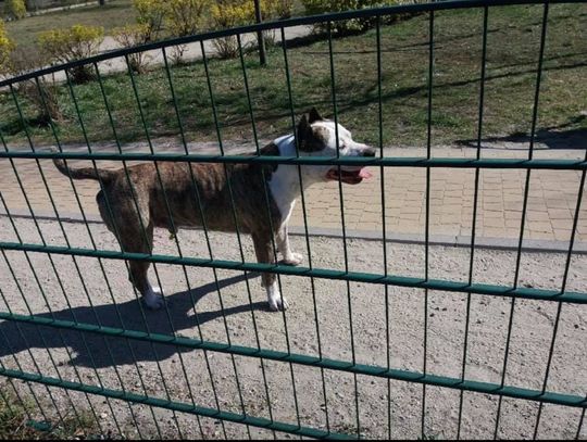 LEGIONOWO. Amstaff rzucił się na kobietę i zagryzł jej psa