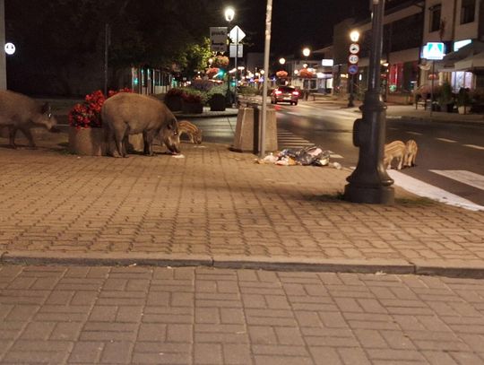 Legionowo. Czy uda się rozwiązać „dziki” problem? Powstał zespół ds. walki z dzikami!