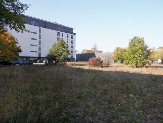LEGIONOWO. Drzewa uschły - winnych brak