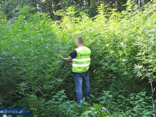 LEGIONOWO/JABŁONNA. Zlikwidowali plantację 2034 krzaków marihuany
