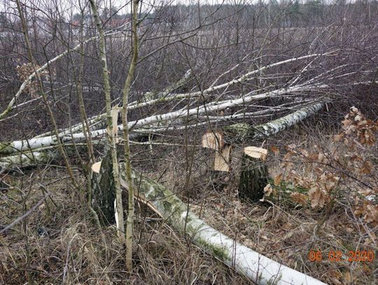 LEGIONOWO. Kary im nie straszne. Kolejne wielkie rżnięcie