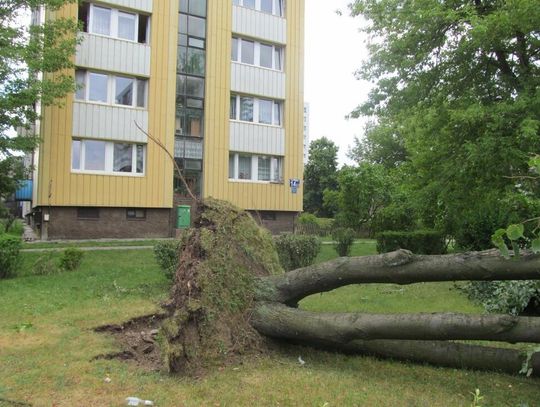 LEGIONOWO. Nawałnice wyrywały drzewa i zalewały piwnice