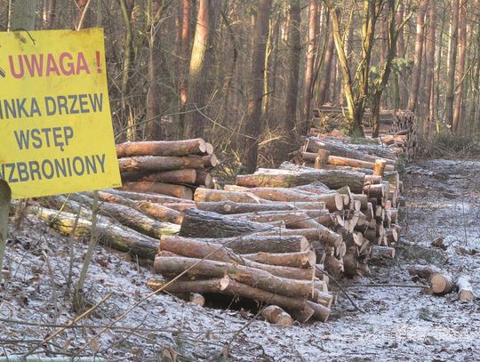 LEGIONOWO. (Nie)legalna wycinka drzew