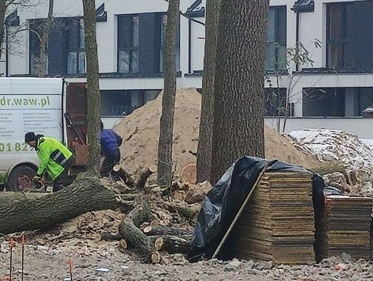 LEGIONOWO. Nielegalna wycinka przy ul. Narutowicza