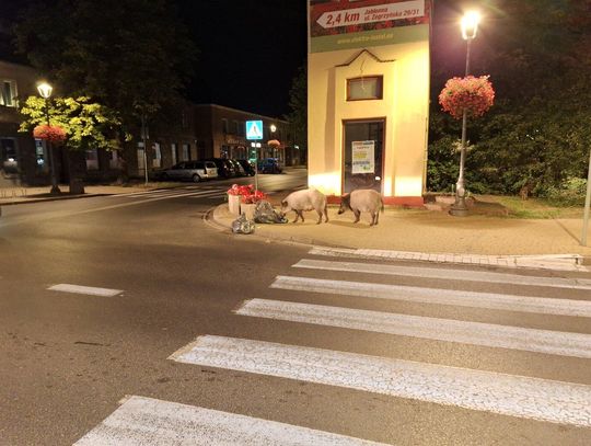 LEGIONOWO. Nierówna walka z przyrodą. Pasy zaporowe przeciwko dzikom