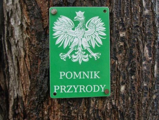 LEGIONOWO. Nowe pomniki przyrody