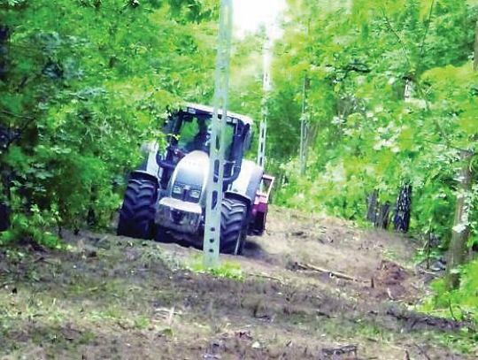 LEGIONOWO. Tną jak popadnie: Wycinka w okresie lęgowym ptaków?