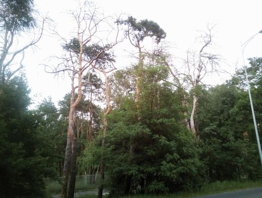 LEGIONOWO. Usychają drzewa będą nasadzenia