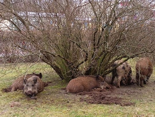 LEGIONOWO. Wataha dzików nieopodal PIK-u